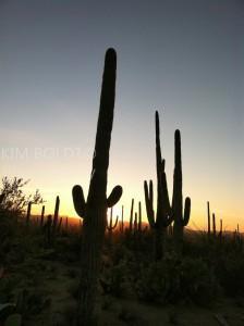 Sonoran Desert Tucson AZ