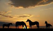 Tucson Horse Property sales September 2016 report