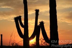 Saguaro Ranch Subdivision Tucson AZ