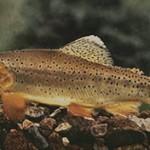 apache trout