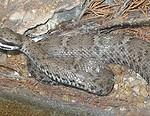 arizona state symbols ridgenose rattlesnake