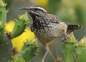 arizona state bird cactus wren