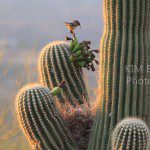 Arizona State flower saguaro cactus flower