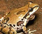 arizona state symbols amphibian tree frog