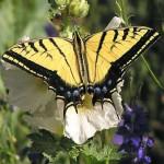 arizona state symbols state butterfly
