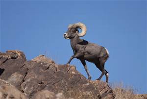 Bighorn sheep in the catalina mountains