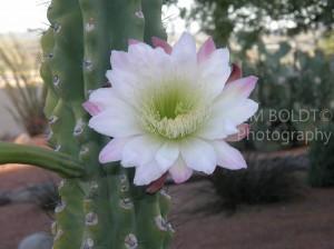 Arizona Gardening cactus Flower