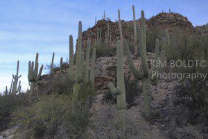 Sabino Canyon Tucson Az