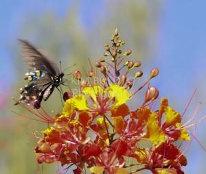 tucson homes newsletter august 2014 Butterfly Pointed