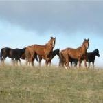 Tucson Real Estate Sales Horse Properties