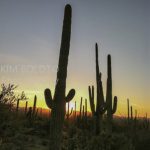 saguaronationalpark