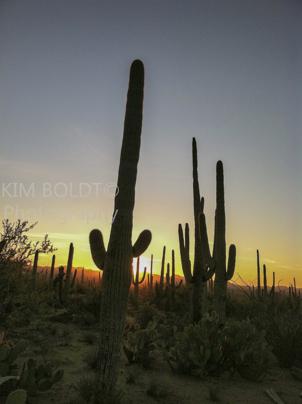 saguaro national park