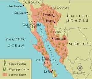 saguaro cactus map