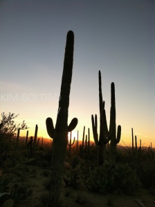 Saguaros at dusk provide natural beauty in Tucson