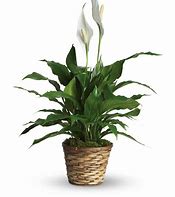 Peace Lily