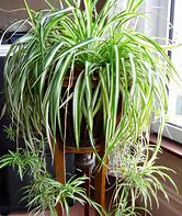 Spider Plant