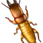 dampwood termite