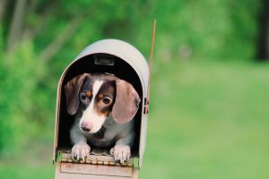 Movig Your Pet blog post