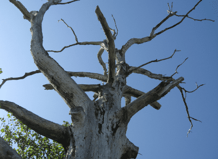 dead tree curb appeal