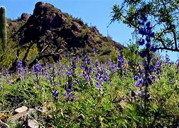 Spring In Tucson