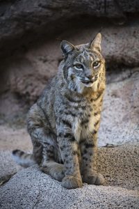 Tucson wildlife bobcat